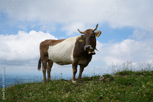 Fototapeta Naklejka Na Ścianę i Meble -  cow facing the camera on a mountain ridge in the bavarian alps