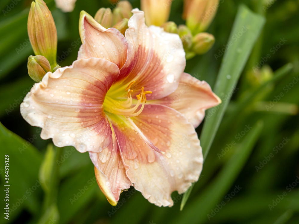 Closeup of a large pink Hemerocallis daylily, variety Janice Brown, flowering in a garden