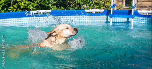 Dog Labrador swims in the frame pool outdoors