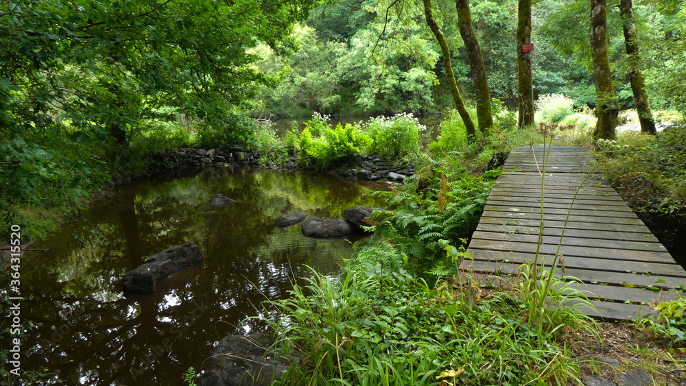 Fototapeta premium ścieżka drewniana