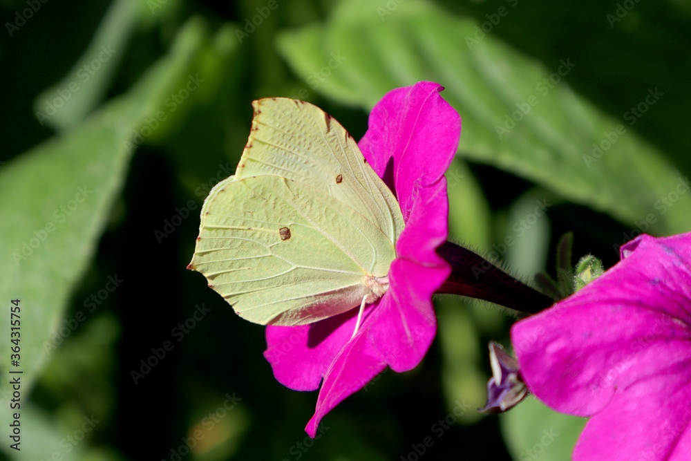 Lemongrass butterfly (Gonepterix rhamni butterfly) sits on a petunia flower
Lemongrass butterfly (Gonepterix rhamni butterfly) sits on a petunia flower