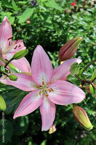 Pink lily flower in the garden