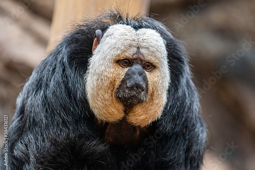 Male Saki Monkey at Furuvik Zoo