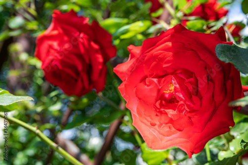 Large red roses grow on a bush  among light green leaves  a beautiful background. Nature outdoors macro summer photo