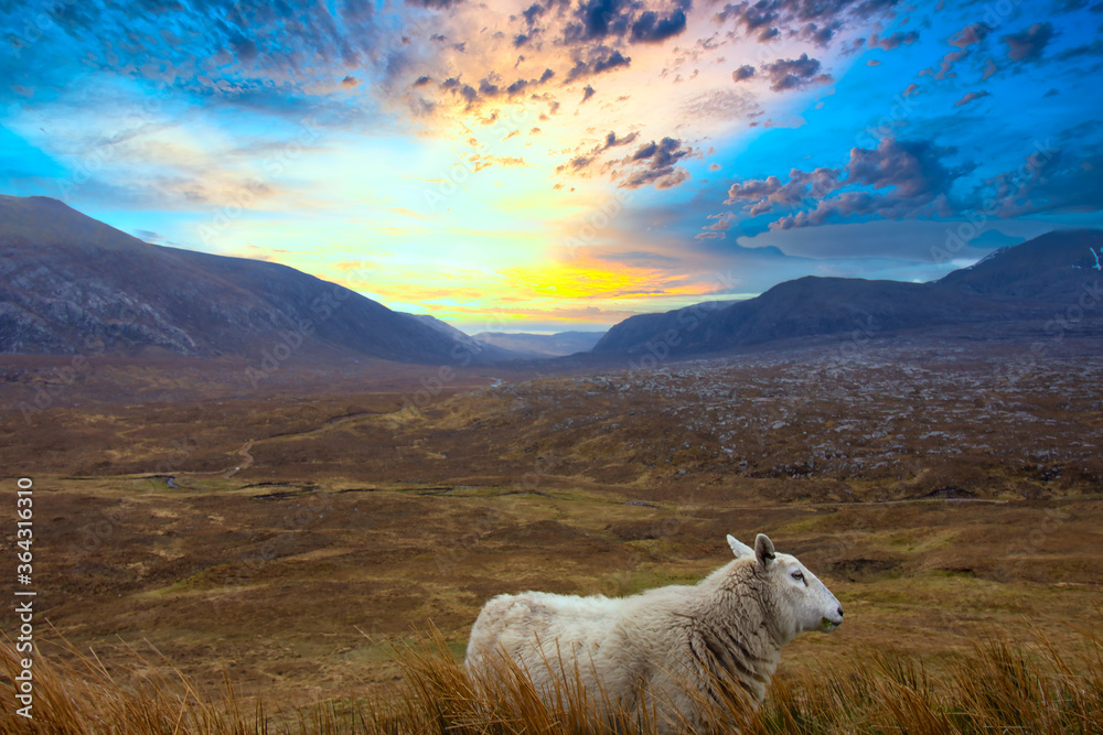 Fototapeta premium lone sheep in front of a scenic view in the highlands