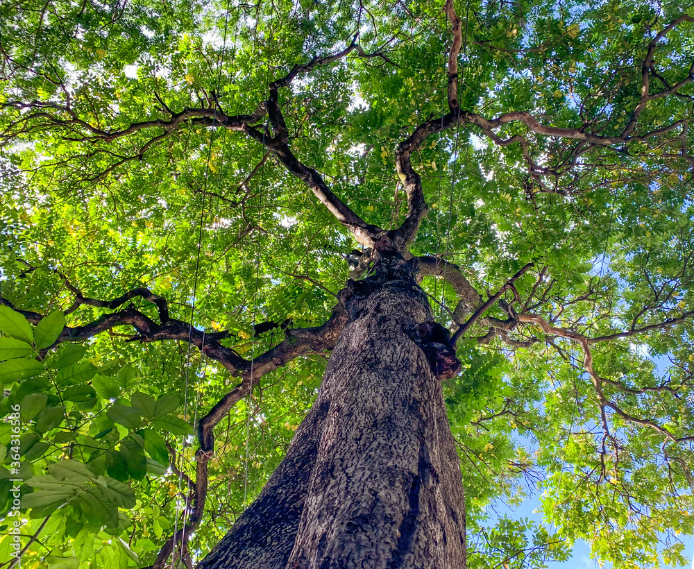 Naklejka premium Looking up to a large green tree from bottom