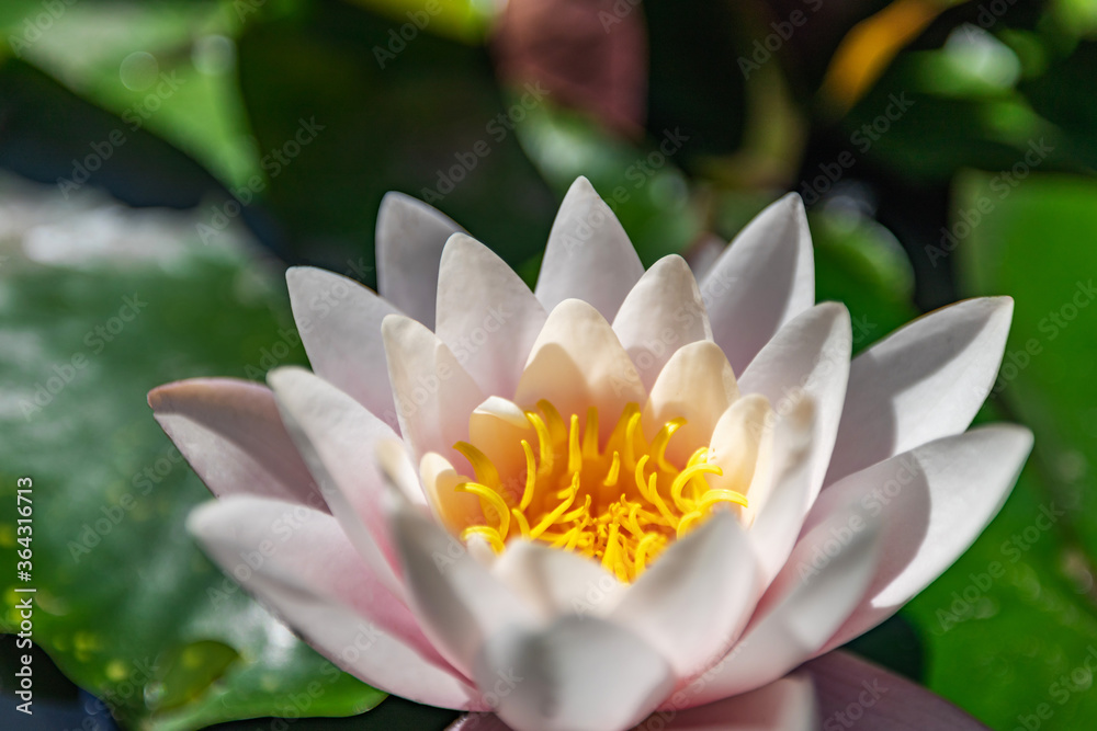 Water lily growing on an artificial water reservoir