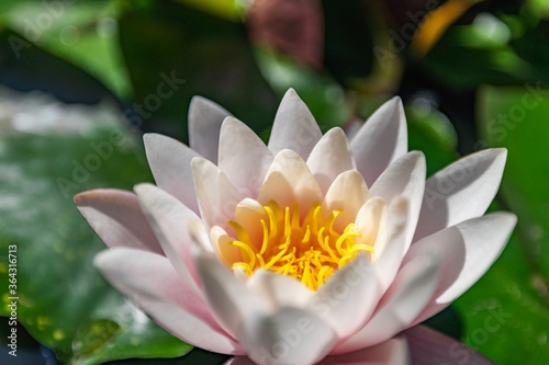 Water lily growing on an artificial water reservoir