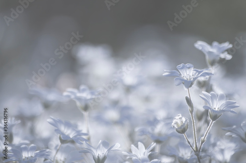 white flowers background © Azahara MarcosDeLeon