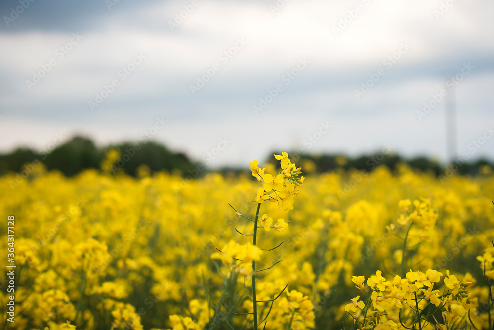 Obraz premium yellow rapeseed fields in springtime