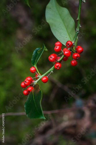 holly or european ilex branche with red fruits photo