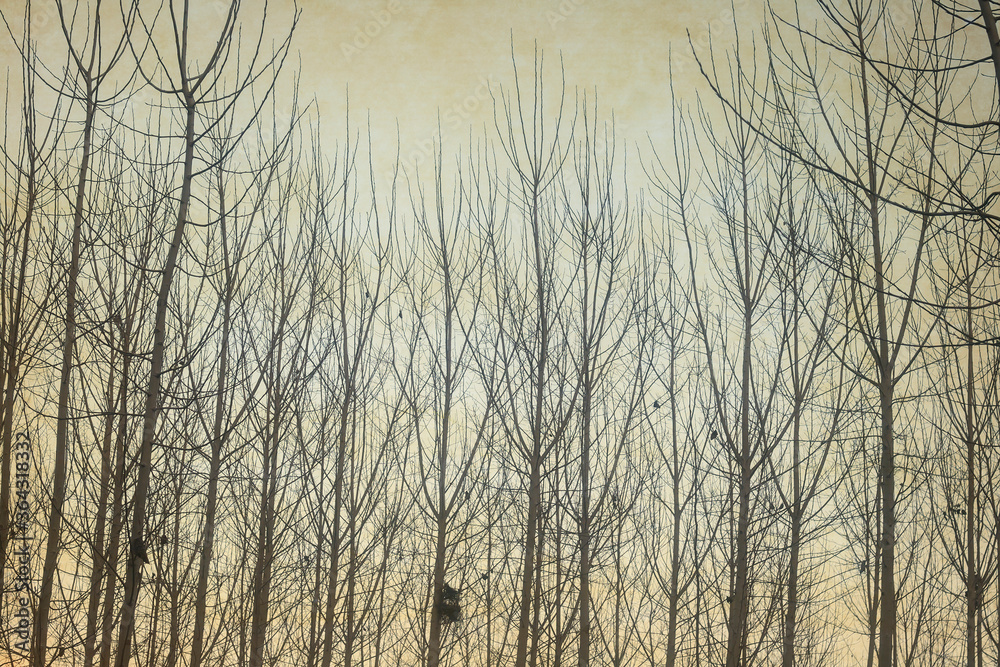Obraz premium winter trees