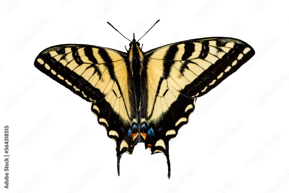 Fototapeta premium Western Tiger Swallowtail (Papilio rutulus) on White Background