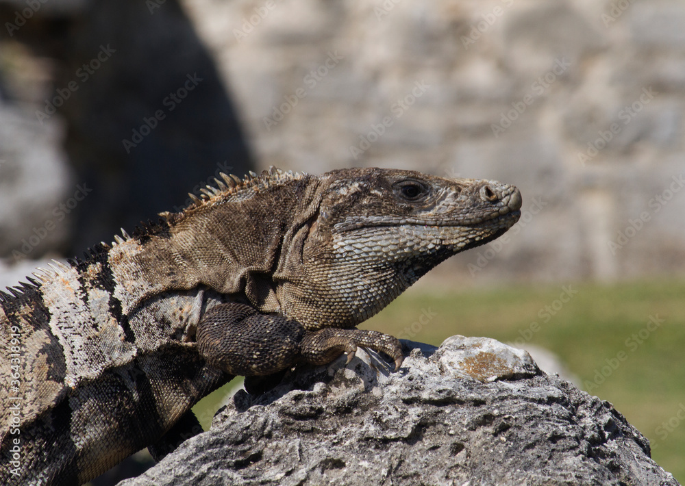Wildlife. Closeup of an iguana standing on a rock in the mayan ruins of Tulum. Wildlife. Closeup of an iguana standing on a rock in the mayan ruins of Tulum.
