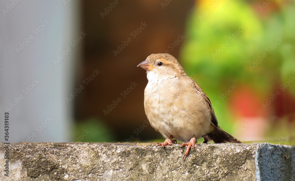 sparrow on nature background,Bird sitting on the wall. sparrow on nature background,Bird sitting on the wall.