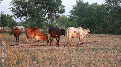 herd of cows
