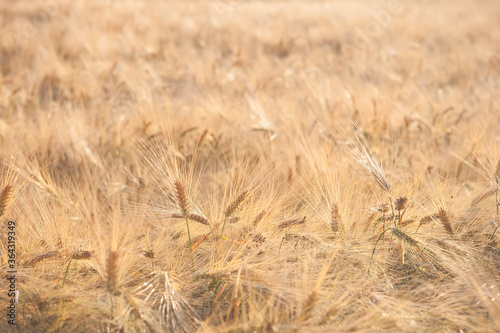 wheat field on summertime