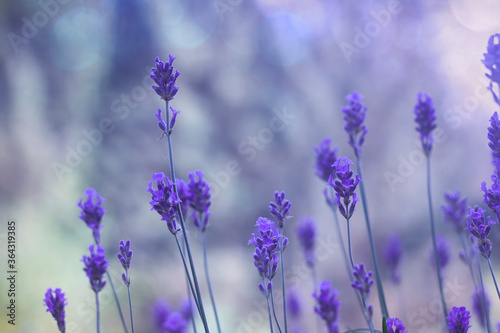 lavender flowers, dremy blurry lights photo