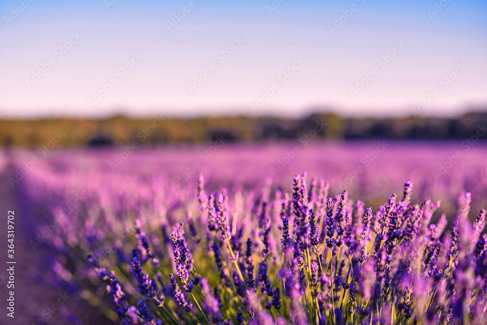 Obraz premium Briuhega, Spain: 07.04.2020; The violet field on the sunset