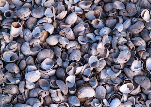 Beach with clam shell