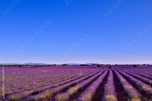 Briuhega  Spain  07.04.2020  The violet beauty rows of  lavender field