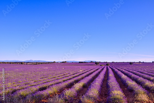 Briuhega, Spain: 07.04.2020; The violet rows of lavender field