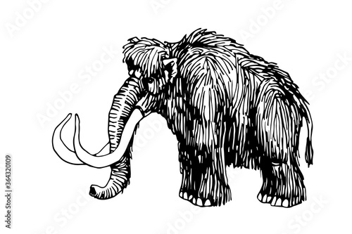 prehistoric mammal animal, tundra woolly mammoth with giant tusks, vector illustration with black ink lines isolated on a white background in a hand drawn style