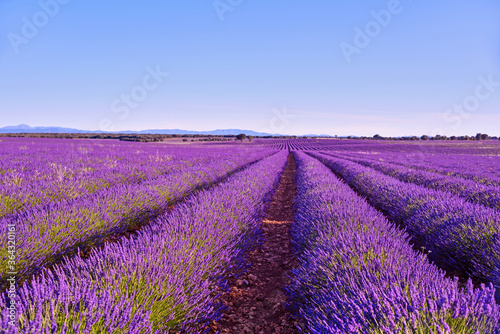Briuhega, Spain: 07.04.2020; The landscape of blossoming rows of lavender field