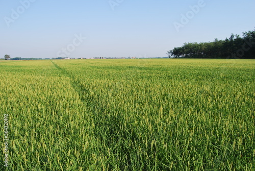  rice field with green rice and side trees