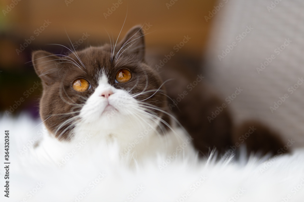 Obraz premium Britisch Kurzhaar Katze Kitten vom Züchter - sehr edel und typvoll in chocolate-white