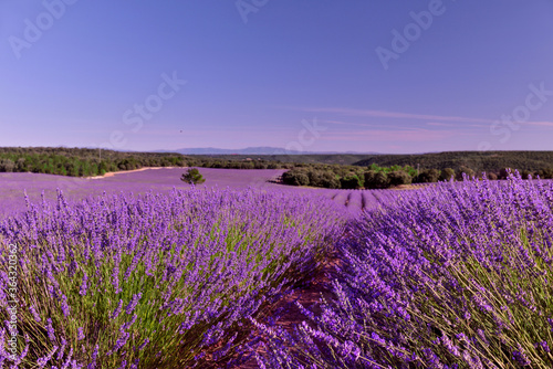 Briuhega, Spain: 07.04.2020; The big ocean of lavender field