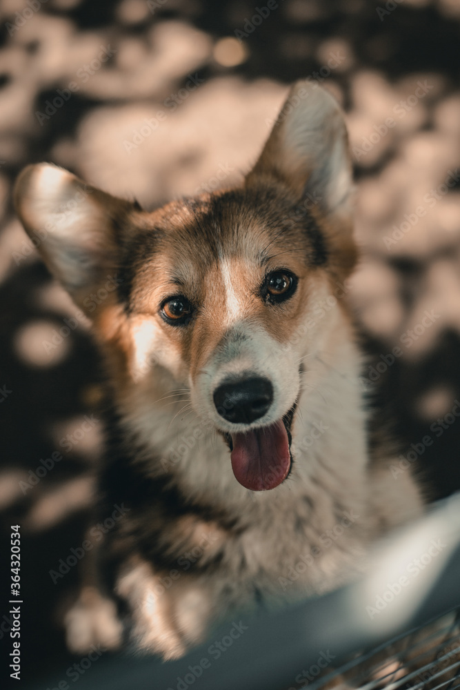 Welsh Corgi Pembroke Welsh Corgi Pembroke
