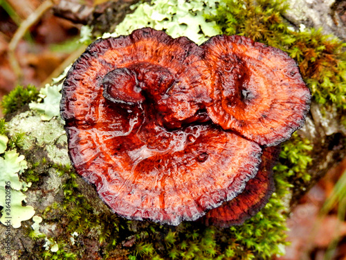 Birch Mazegill Fungus aka Lenzites betulinus, after rainfall