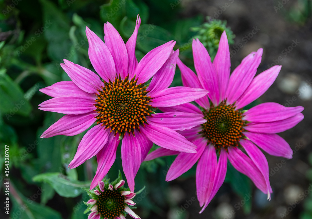 Echinacea Blüten Echinacea Blüten