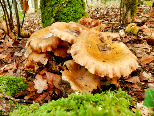 Group of Leucopaxillus giganteus mushrooms, aka Giant Clitocybe or Giant Funnel, in a woodland setting photo