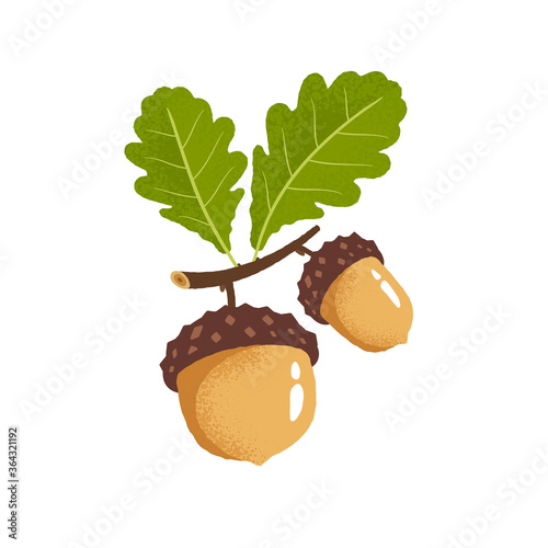 An oak branch with green leaves and two ripe acorns. Vector illustration on a white background