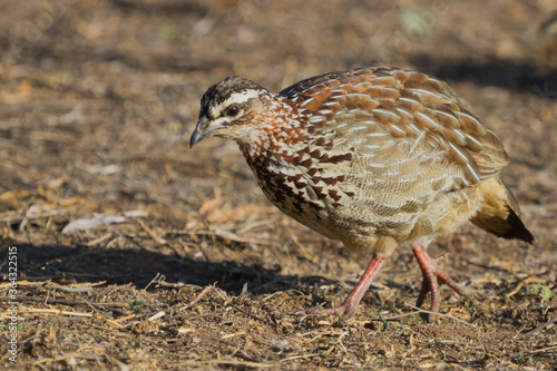 Crested Francolin  Dendroperdix sephaena  closeup profile foraging on the ground in South Africa with bokeh background