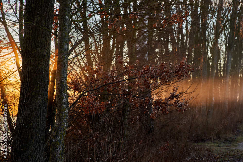 Obraz premium Erwachen