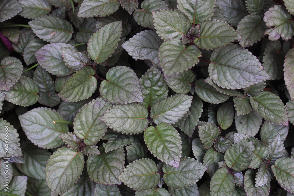 green leaves of Red flame ivy or Tincher or Murikooti a medicinal plant used as Natural wound healer green leaves of Red flame ivy or Tincher or Murikooti a medicinal plant used as Natural wound healer