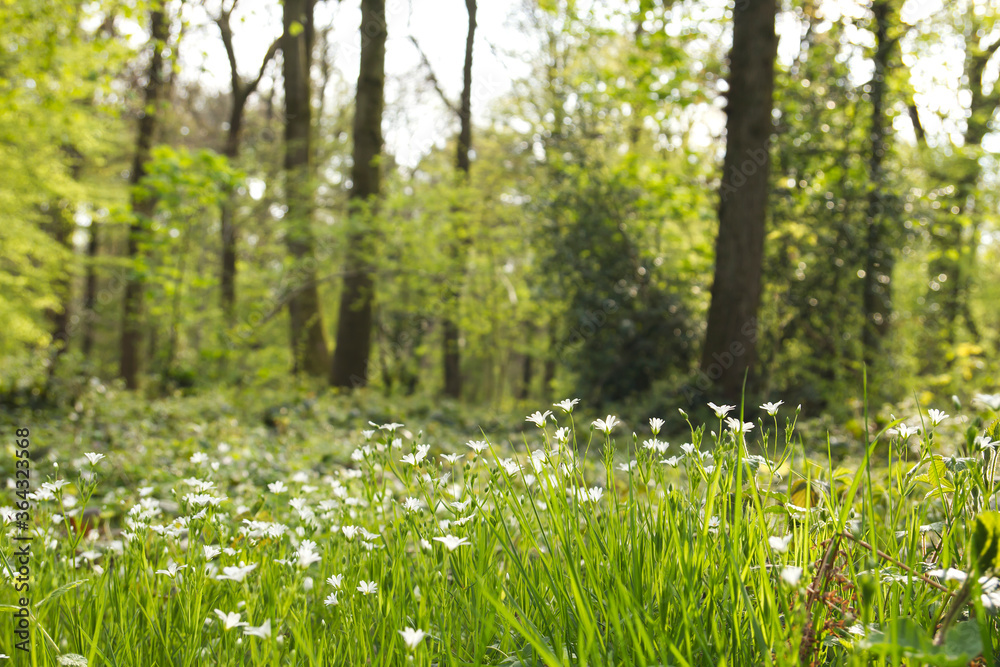 Fototapeta premium white wild flowers in a forest
