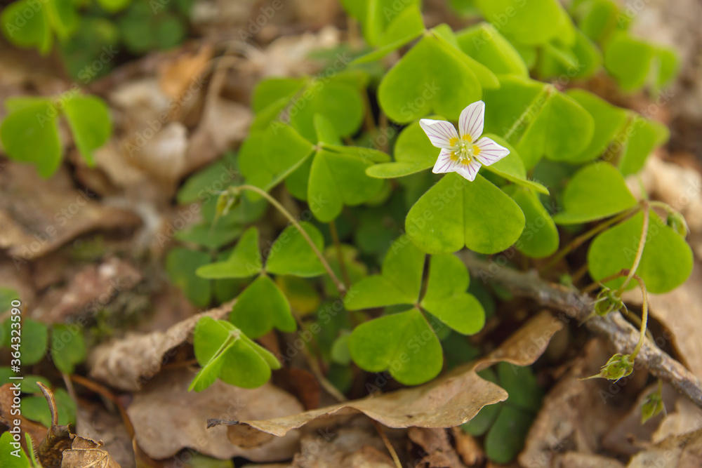 oxalis acetosella wild plant flowering oxalis acetosella wild plant flowering