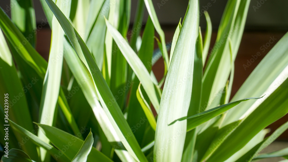 Yucca palm tree plant in a garden on a sunny summer day in Fulda, Germany. Yucca palm tree plant in a garden on a sunny summer day in Fulda, Germany.
