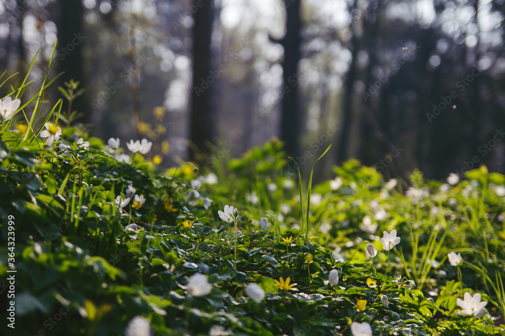 wild flowers in the forest soil wild flowers in the forest soil