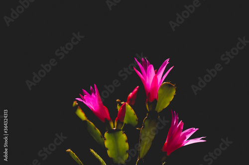 close up of hatiora rosea flowering photo