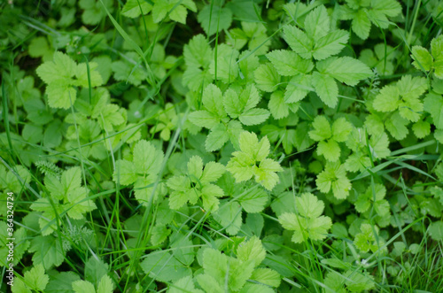 Wallpaper Mural grass Torontodigital.ca
