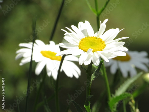 White and Yellow Daisy Garden 