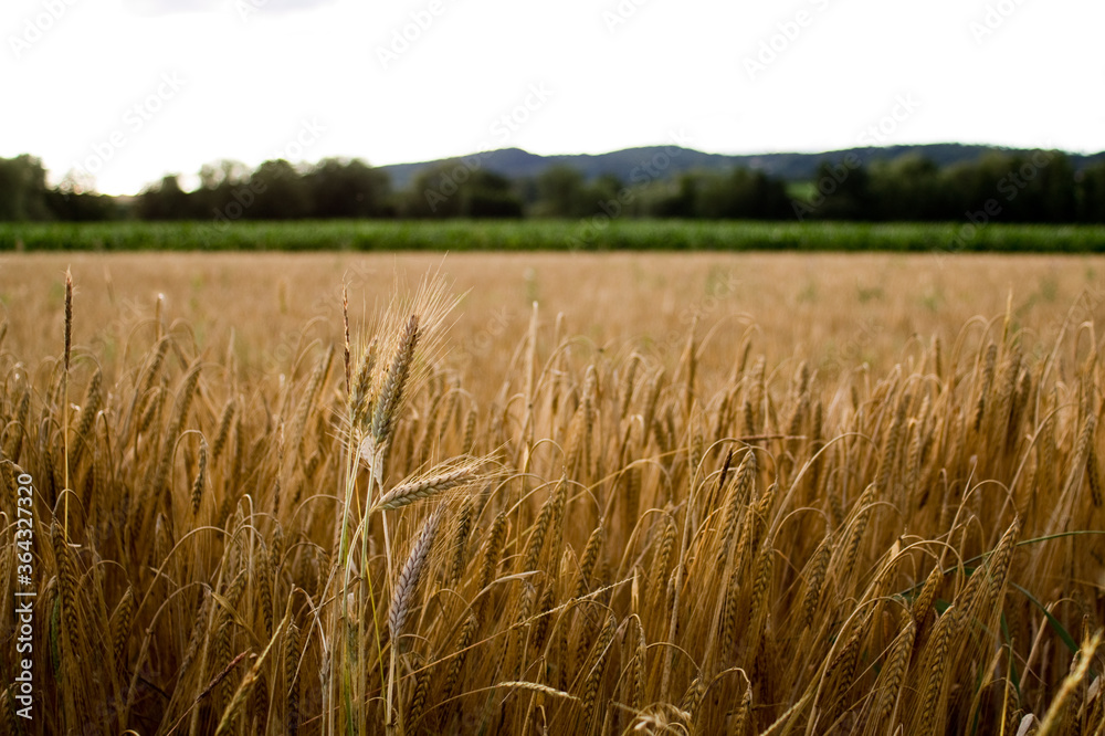 Weizenfeld im Sommer , Fotografiert in Bayern Weizenfeld im Sommer , Fotografiert in Bayern