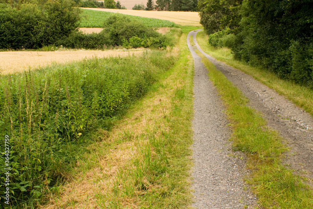 Ein Waldweg im Sommer , Fotografiert in Deutschland Bayern Ein Waldweg im Sommer , Fotografiert in Deutschland Bayern