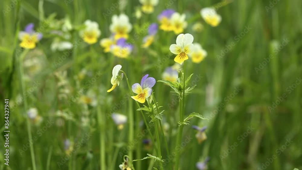 Wild pansy (Viola tricolor) in full bloom. Viola tricolor, also known as Johnny Jump up, heartsease, heart's ease, heart's delight, tickle-my-fancy, Jack-jump-up-and-kiss-me, come-and-cuddle-me. Wild pansy (Viola tricolor) in full bloom. Viola tricolor, also known as Johnny Jump up, heartsease, heart's ease, heart's delight, tickle-my-fancy, Jack-jump-up-and-kiss-me, come-and-cuddle-me.
