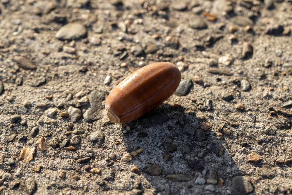 A close up portrait of a single acorn without its cap lying on the concrete after it fell from a tree. The fruit is lying on the ground during golden hour. The sun is creating a nice shadow. A close up portrait of a single acorn without its cap lying on the concrete after it fell from a tree. The fruit is lying on the ground during golden hour. The sun is creating a nice shadow.